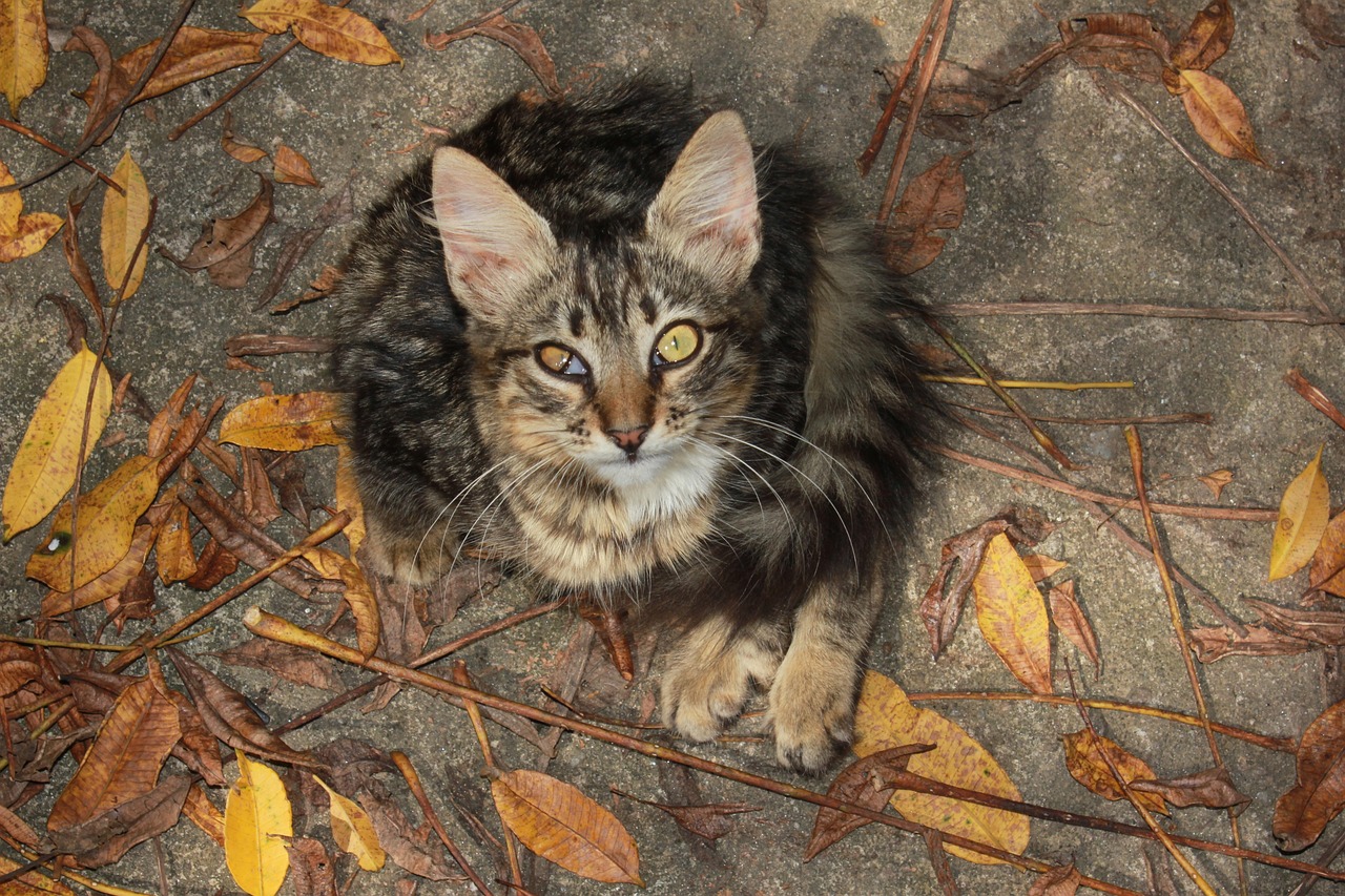 猫咪后院新版本发布，探索全新猫咪乐园的无限魅力与惊喜更新！