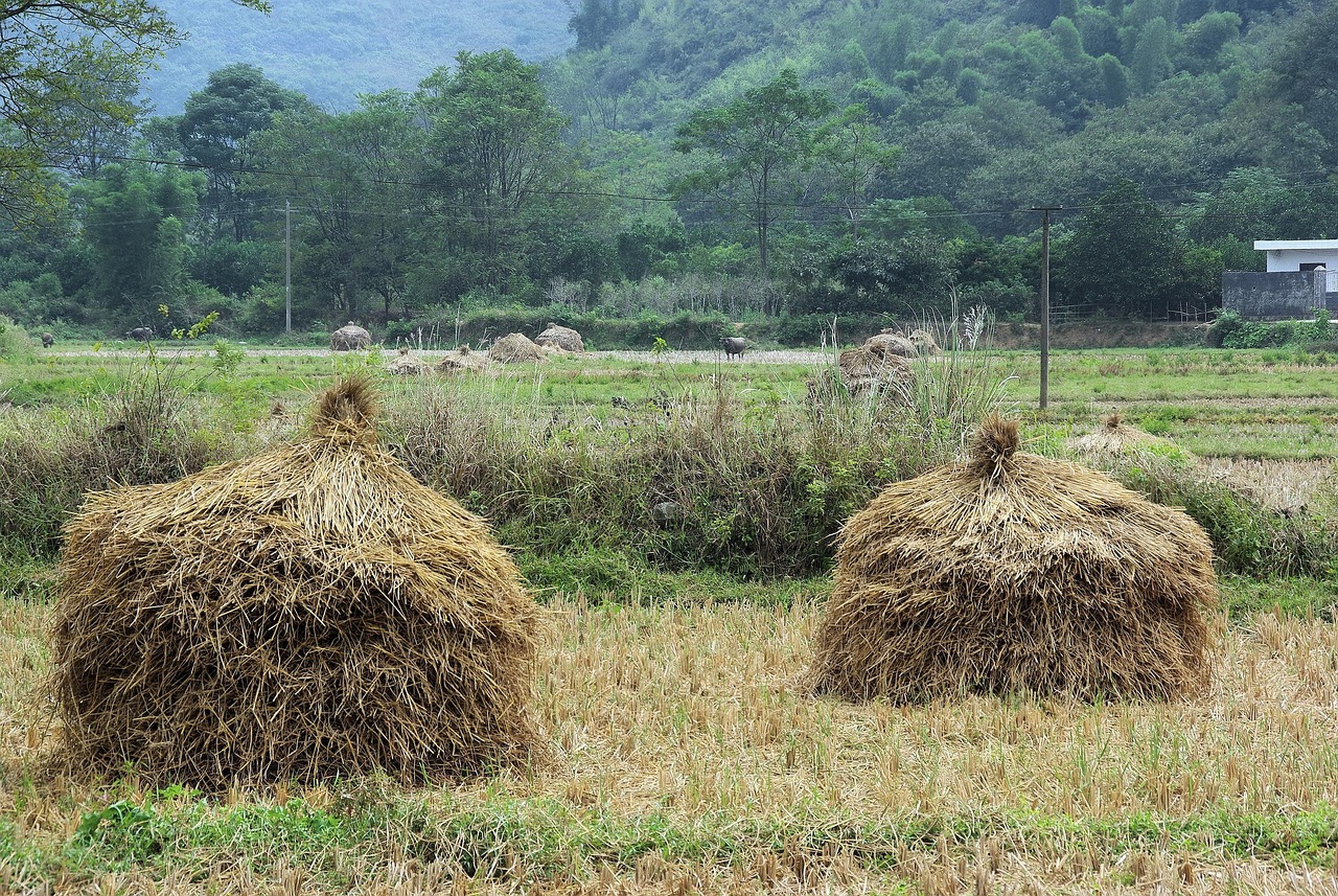 平阳县干部选拔动态深度解析，四月版选拔动态概览
